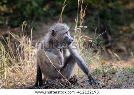 Baboon, Kruger safari park in South Africa
