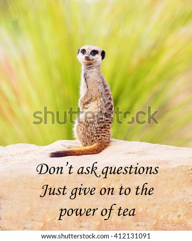 A photograph of a meerkat suggesting that you don't waste time asking questions but resort to drinking tea to solve the problem. A concept about picture about problem solving, success and failure.