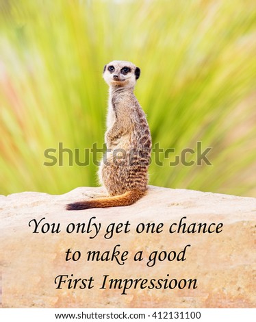 A concept picture of a meerkat warning of the importance of making a good first impression