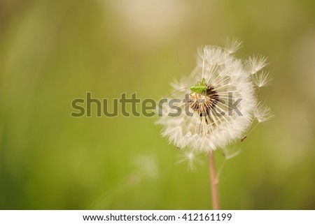 Closeup photo of a mini grasshopper on dandelion seeds