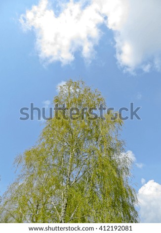 Poplar against the sky