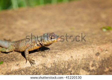 Photo of lizards on a rock. Crop lizards in lower left - plenty of space for text. Racurs in profile above.