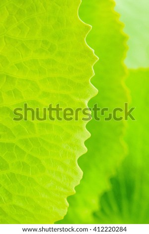 Lotus leaf background