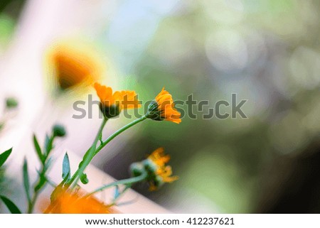 Pretty yellow calendula flowers (Marigold)