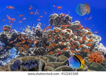 School Of Coral Goldfishes. Red Sea