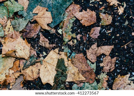 Autumn leaves on the sidewalk