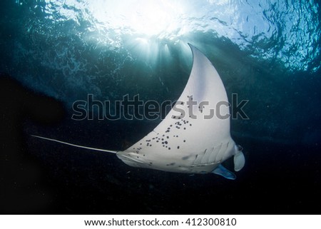 Oceanic manta ray (manta manta) flying at the water of Nusa Penida, Indonesia.