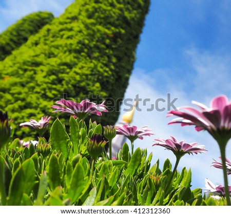 Beautiful White Flower with Center Purple and sky background, Daisybushes Osteospermum