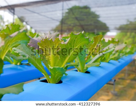 a selective focus picture of hydroponic vegetable from organic farm in Thailand
