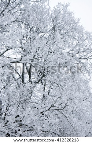 Winter tree branch under snow, a vertical picture

