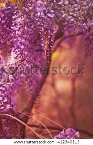 beautiful purple  spring flowers hanging on trees