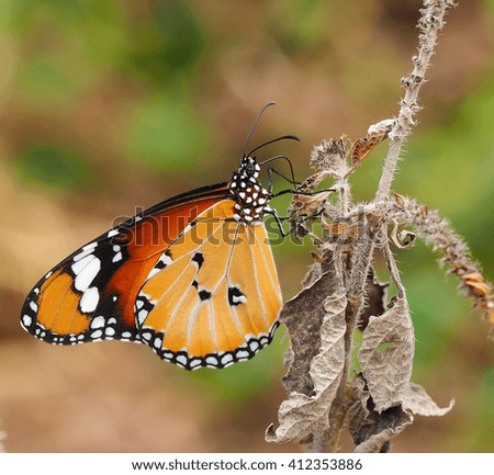 Butterfly in garden on blurred backgrond