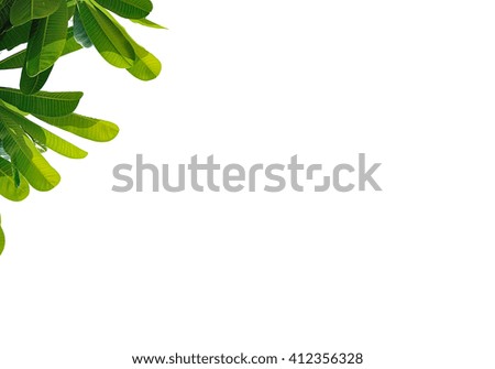 leaves Plumeria close up isolated on white background