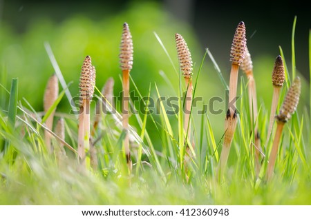 Field horsetail (Equisetum arvense) fertile stems. Fertile stems on this plant in the family Equisetaceae, growing amongst grass in the UK Royalty-Free Stock Photo #412360948