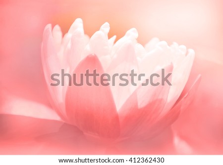 beautiful lotus blooming blur background