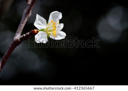 tiny white apple tree flower over a dark background