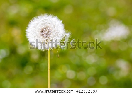Dandelion in a green grass