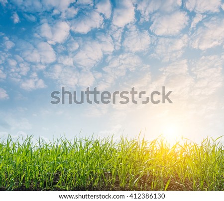 Fantastic view of the summer field and sunlight in blue sky. Picturesque and gorgeous scene. Location place Ukraine, Europe. Artistic picture. Beauty world.