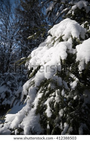 Snow covered part of conifer