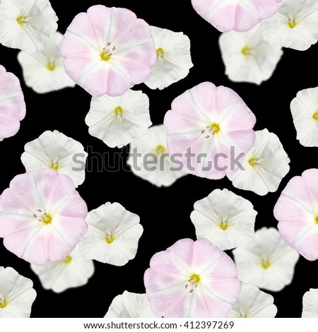 Delicate floral background. Bindweed. Isolated 