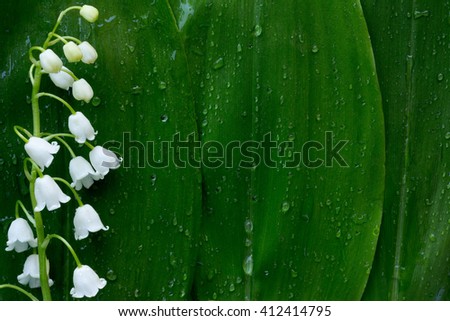 white flower Lily of the valley on a background of green leaves in drops of water. with space for text