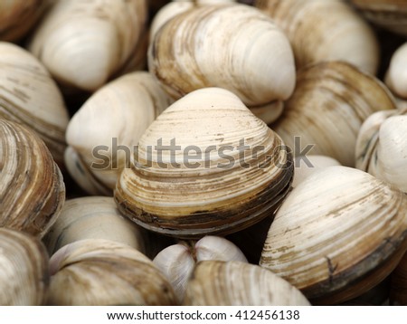 fresh raw Surf clam background