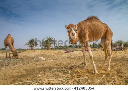 Camel looking to the camera with another one eating at the background in a farm