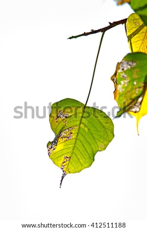 Autumn Pho leaf on light