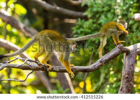 Squirrel monkeys in the trees.
