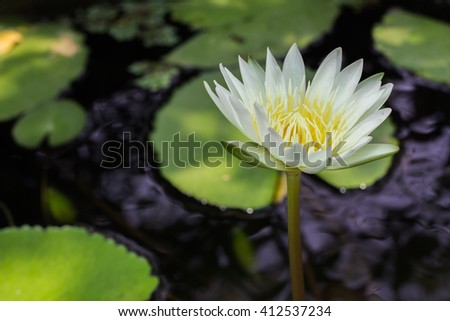 White lotus beautiful nature