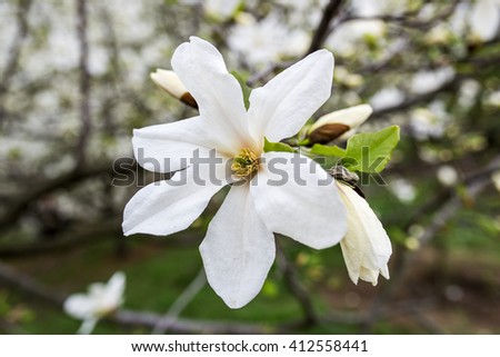 Beautiful white magnolia in spring with soft focus