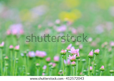Chrysanthemum flower for background.