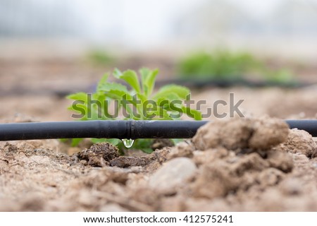 drip irrigation Royalty-Free Stock Photo #412575241