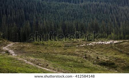 Summer landscape in the Ukrainian Carpathian Mountains with flock of sheep.