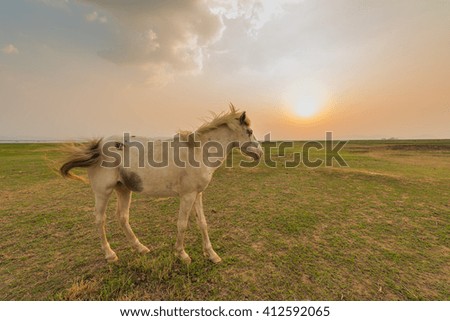 Horse on pasture with evening near sunset 