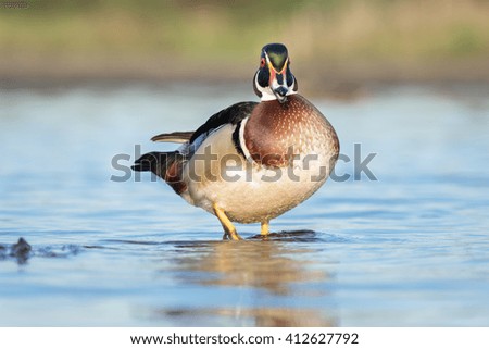 male wood duck calls while standing on pond