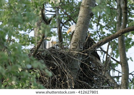 bald eagles in nest in spring