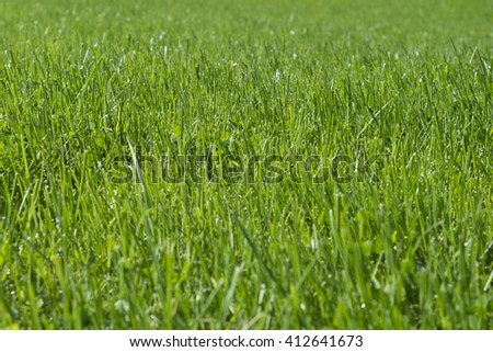 Green grass 

