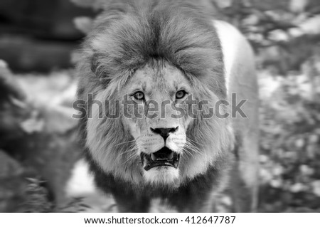 Wild lion in the forest - black and white picture