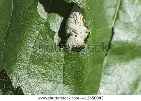 silkworm eatig a leaf of mulberry