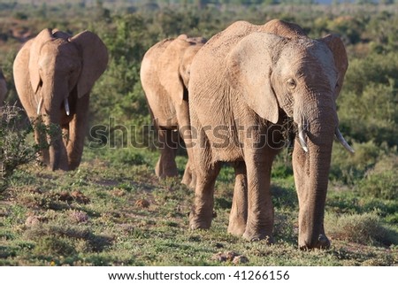 African elephants walking in bush in South Africa