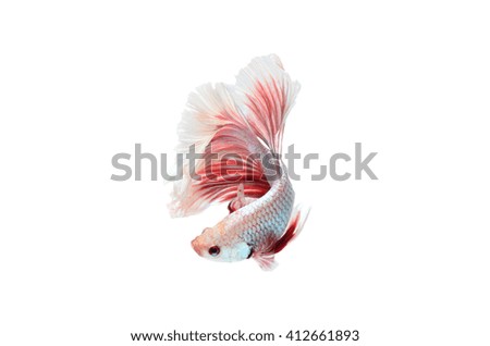 Betta fish, siamese fighting fish,isolated on white background