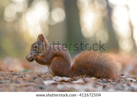 A squirrel eats a walnut