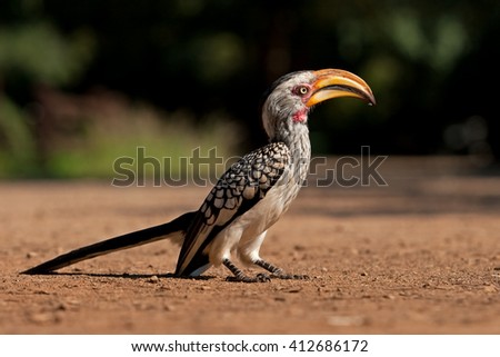 southern yellow-billed hornbill, tockus leucomelas