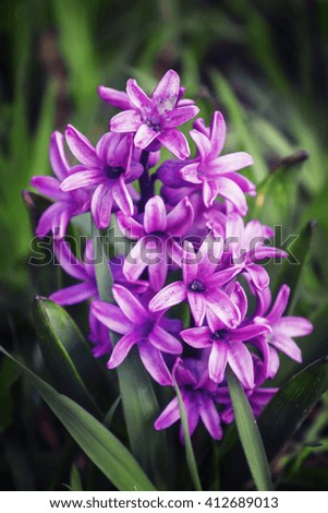 Blooming purple hyacinth, toned image, selective focus