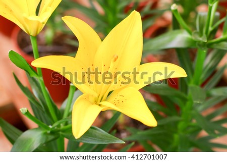 yellow Lilly from park