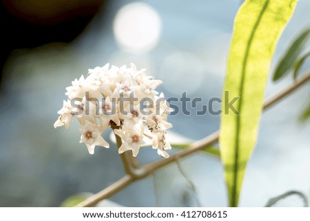 white flower and light