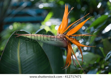 Strelitzia flower composition. Exotic plants. Tropical element. 