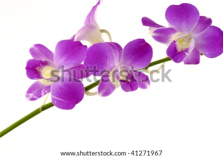 branch of violet orchids