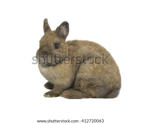 Netherlands Dwarf rabbit sits down on white background
